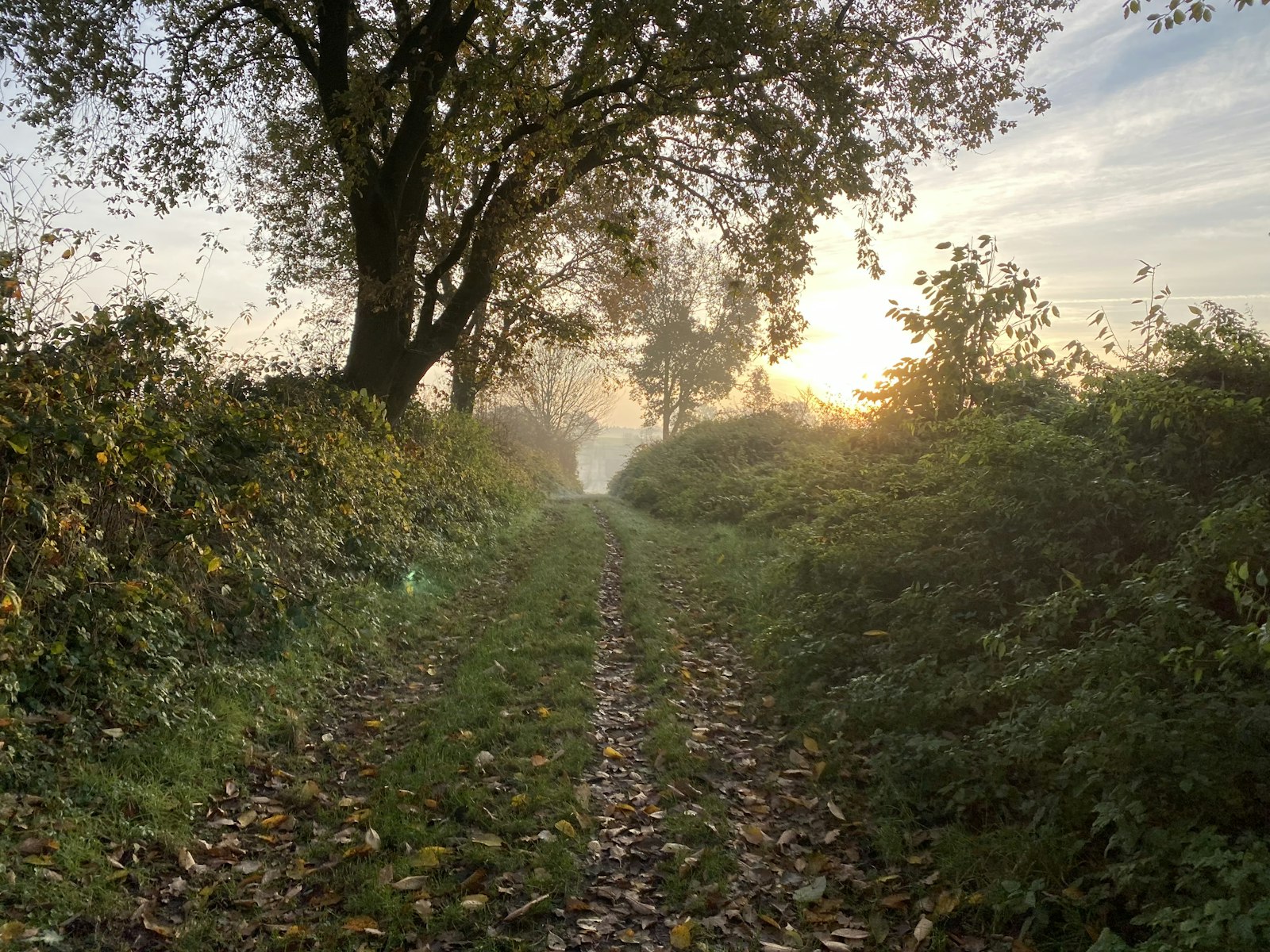 Feldweg durch herbstliche Landschaft im Münsterland