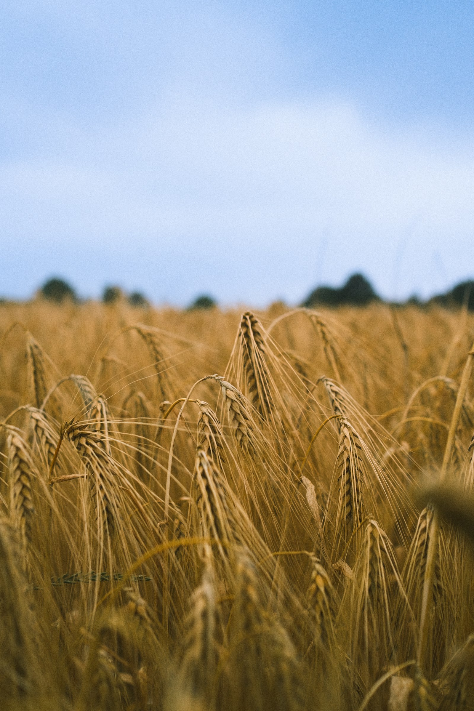 Goldenes Getreidefeld unter blauem Himmel